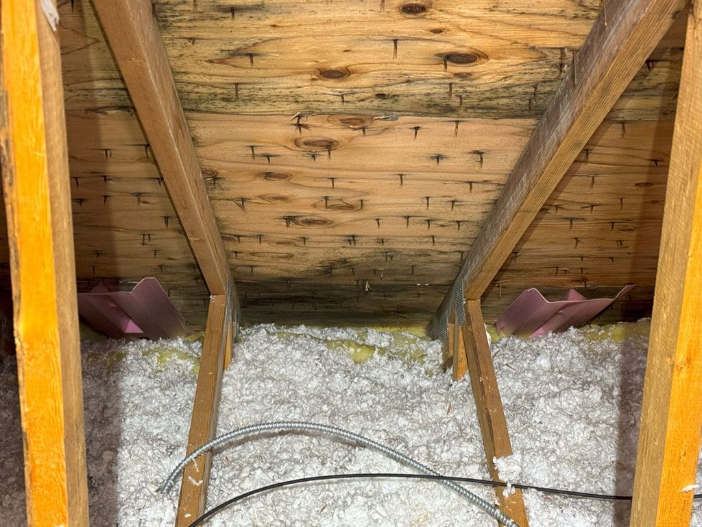Signs of Mold in Attic